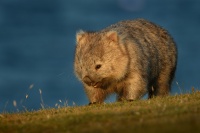 Vombat obecny - Vombatus ursinus - Common Wombat 5122